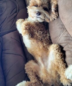 PEDIGREE DENTASTIX Dental Dog Treats for Toy/Small Dogs Fresh Flavor Dental Bones, 12.66 oz. Pack (51 Treats) 51 Count (Pack of 1) 30 71OVI6BCHJL