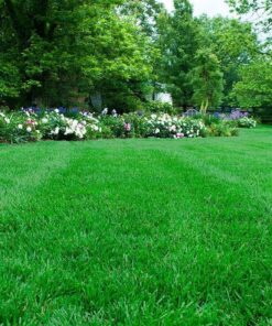 Scotts Turf Builder Weed & Feed3, Weed Killer Plus Lawn Fertilizer, Controls Dandelion and Clover, 15,000 sq. ft., 42.87 lbs. 15,000 sq. ft. Weed and Feed 29 71OWQxDM4L