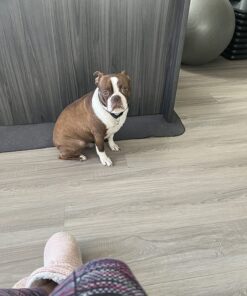 Solid Gold SeaMeal Multivitamin for Cats & Dogs - Kelp Powder Cat & Dog Supplement - Omega 3 & Digestive Enzymes for Skin & Coat, Gut + Immune Support - 1 LB 43 71OYliBgWTL 1