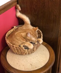 ARM & HAMMER Clump & Seal Platinum Cat Litter, Multi-Cat, 40 lb Clumping Cat Litter 40 lbs 44 71OaZd3yihL