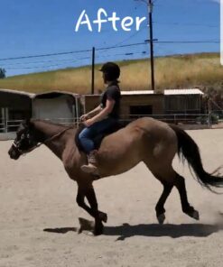 AniMed Pure MSM Supplement for Horses, 1-Pound… 1lb 10 71ObWqEi 8L