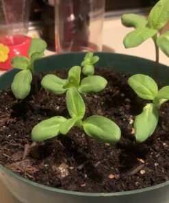 Burpee American Giants Hybrid Sunflower Seeds 50 seeds 12 71Oc322cWUL