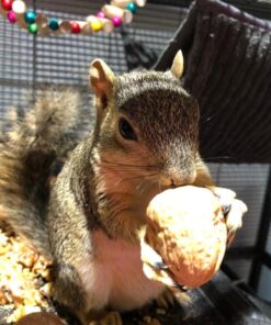 Raw California Walnuts In Shell – Premium Quality Whole & Unsalted Walnuts By We Got Nuts – Natural Healthy Snack For The Whole Family – Oil-Free & Diet-Friendly Flavor – Air-Tight Resealable Bag Package – 4 lbs 26 71OdfL1F8kL