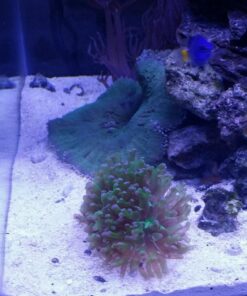 Current USA 36-48" Inch Orbit Marine LED Saltwater Reef Marine Aquarium Light | 24 Hour IR Lighting & eFlux Wave Pump Control | Adjustable Color Spectrum for Fish Tank (4102) Black 36 to 48-Inch 45 71Odix9HiL 2