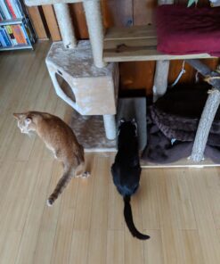 GoPets Premium Cat Scratcher - Wedge Shaped Corrugated Cardboard, Ergonomic Scratching Posts, Reversible Design, Lasts 2X Longer, with 1 Pack Catnip & Hidden Toy Cutouts for Endless Feline Play Fun 40 71OdptaQVL 1