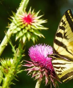 Nikon COOLPIX P900 Digital Camera (Black) 84 71OeAiH0RzL