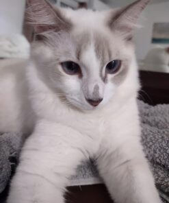 Purina ONE High Protein, Natural Dry Kitten Food, +Plus Healthy Kitten Formula - 16 lb. Bag Dry Food Chicken 16.00 Pound (Pack of 1) 35 71OedYmuoxL