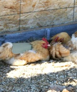 Hen Saver Poultry health equipment Single Strap Hen Apron Chicken Saddle, Khaki, Large US 27 71Oh2V3SopL