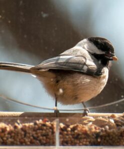 Large Clear Window Bird Feeder - Extended House with Strong Suction Cups - Steel Perch Sliding Feed Seed Tray - See Through Transparent Big Birdhouse - Wild Finch, Cardinal, Blue Jay - Cool Cat Gift 69 71Oiruyb54L