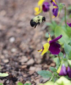 Canon EOS M Mount Adapter 65 71Or2iPr9JL