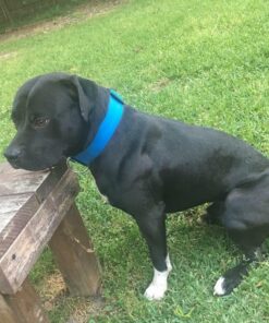 Solid Gold SeaMeal Multivitamin for Cats & Dogs - Kelp Powder Cat & Dog Supplement - Omega 3 & Digestive Enzymes for Skin & Coat, Gut + Immune Support - 1 LB 51 71OvdxmO1uL 1