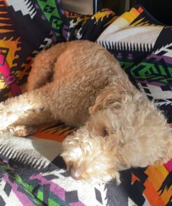 Adams Plus Flea & Tick Shampoo with Precor for Cats, Kittens, Dogs & Puppies Over 12 Weeks Of Age Sensitive Skin Flea Treatment | Kills Adult Fleas, Flea Eggs, Ticks, and Lice 12 Ounces Shampoo Only 36 71OvvMkqHRL 1