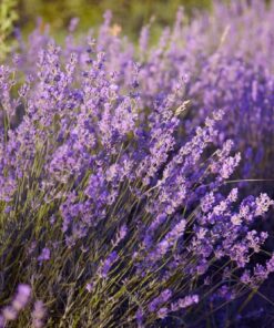 English "Vera" Lavender Seeds for Planting, 1000+ Seeds Per Packet, (Isla's Garden Seeds), Non GMO & Heirloom Seeds, Botanical Name: Lavandula angustifolia, Great Herb Garden Gift 16 71Ow7OUGONL