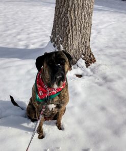 GREENIES Original Large Natural Dog Dental Care Chews Oral Health Dog Treats, 27 oz. Pack (17 Treats) 1.68 Pound (Pack of 1) 28 71Oxij4YjwL