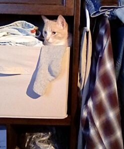 Solid Gold SeaMeal Multivitamin for Cats & Dogs - Kelp Powder Cat & Dog Supplement - Omega 3 & Digestive Enzymes for Skin & Coat, Gut + Immune Support - 1 LB 37 71Oy mjlsFL 1