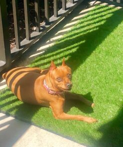 GOLDEN MOON Turf Grass, Artificial Grass, Tile Interlocking and Self-Draining Mat for Patio, Indoor Outdoor, 1x1 ft, 1.5 in Pile Height, 9 Pack 9 Tiles(9 sq ft) 53 71OySG9OL6L