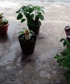 Modern Innovations Ceramic Terracotta Self Watering Spikes (4 Pack) Vacation Automatic Plant Waterer Devices, Indoor/Outdoor Planter Insert, Terra-Cotta Stakes for Potted Plants, Auto-Water System 4 Pack 51 71P hwPEXL