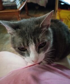 Purina Cat Chow Naturals With Added Vitamins, Minerals and Nutrients Dry Cat Food, Naturals Original - 13 lb. Bag Chicken & Salmon 13.00 Pound (Pack of 1) 36 71P2O1By75L