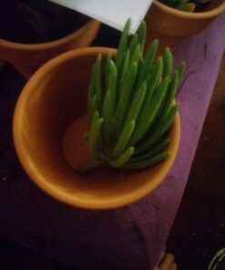 FATPLANTS 10 Living Succulent Cuttings 69 71P8PyeSLgL