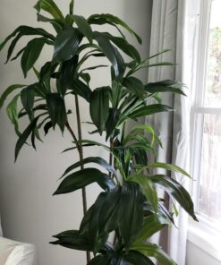 Nearly Natural 6596 6ft. Dracaena Silk Plant (Real Touch),Green 36 71PAe4GfaxL