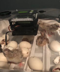 IncuView™ 3 Pro All-in-One Automatic Egg Incubator w Built-in Egg Turner, Incubator Warehouse, Countdown Hatch Timer, Auto-Off Egg Turner, Universal Egg Turner, Quail - Goose, 2022 51 71PAkcK5BzL