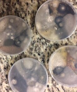 Scientific Explorer Disgusting Science Kit 37 71PB8oQ8 3L