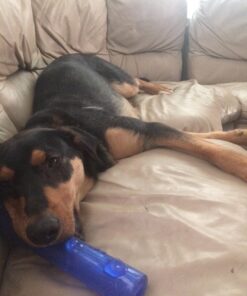 KONG - Squeezz Stick - Strong Squeaky Dog Toy, Squeaks even if punctured - For Large Dogs (Assorted Colors) 33 71PDaoGCMIL