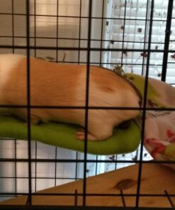 Kaytee All Natural Timothy Hay for Guinea Pigs, Rabbits & Other Small Animals, 6 Pound 6 Pound (Pack of 1) 32 71PEgDe3FaL 1