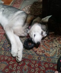 KONG - Tires - Durable Rubber Chew Toy and Treat Dispenser for Power Chewers - for Medium/Large Dogs Standard Packaging 38 71PHd48dr7L