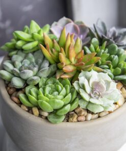Succulents Plants Live (20PK) Potted Succulent Plants Live House Plants, Cactus Plants Live Plants Indoor Plants Live Houseplants, Indoor Plant Succulents Live Plant House Plant by Plants for Pets 20-PACK 38 71PKeoFIGfL