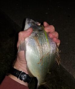 Berkley Gulp! Alive Swimming Mullet Soft Fishing Bait Chartreuse 4in - Pint 4x7 34 71PLRDIEltL