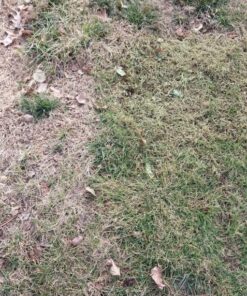 Lawnlift Ultra Concentrated (Green) Grass Paint 16oz. = 1.375 Gallons of Product. 35 71PLmrf0IL