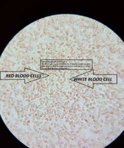OMAX 40X-2000X LED Binocular Compound Lab Microscope w/ Double Layer Mechanical Stage + Blank Slides, Cover Slips, & Lens Cleaning Paper, M82ES-SC100-LP100 80 71PNNBwsCOL 2