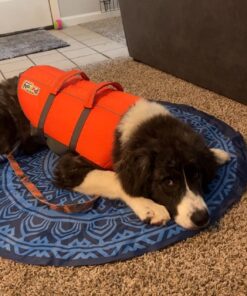 Outward Hound Granby Splash Orange Dog Life Jacket, Medium Granby (Flotation) Medium (Chest Girth: 21"-27") 35 71PO BMueFL