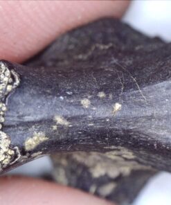 Celestron - 5 MP Digital Microscope Pro - Handheld USB Microscope Compatible with Windows PC and Mac - 20x-200x Magnification - Perfect for Stamp Collecting, Coin Collecting Handheld Digital Microscope Pro 89 71POD9TsyfL