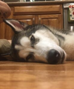 NaturVet Quiet Moments Calming Aid Plus Melatonin 180 Soft Chews 13.9OZ 29 71PQfRMbotL