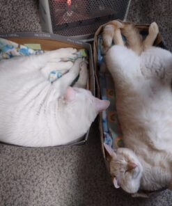 FELIWAY MultiCat Calming Pheromone, 30 Day Refill - 1 Pack 25 71PR9Gla9L