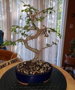 Brussel's Live Chinese Elm Outdoor Bonsai Tree - 5 Years Old; 6" to 8" Tall with Decorative Container Small CERAMIC POT 43 71PTtmBfTZL