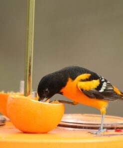 Kettle Moraine Super Oriole Recycled Orange Fruit, Jelly, Mealworm Bird Feeder w/Orange Roof 26 71PUvKPOO5L