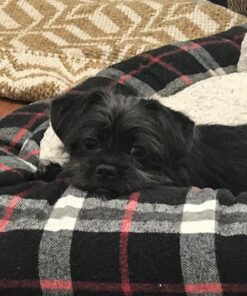 Purina ONE Plus Healthy Puppy Formula High Protein Natural Dry Puppy Food with added vitamins, minerals and nutrients - 8 lb. Bag Dry Food Chicken 8.00 Pound (Pack of 1) 31 71PWKBBoM4L