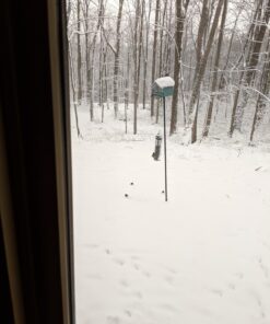 Wagner's 62050 Nyjer Seed Wild Bird Food, 10-Pound Bag 34 71PX1HNg6cL