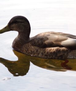 KODAK PIXPRO Astro Zoom AZ421-WH 16MP Digital Camera with 42X Optical Zoom and 3" LCD Screen (White) White Camera Only 41 71PY Ct0KOL