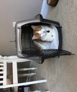 Petmate Two-Door Small Dog Kennel & Cat Kennel (Top Loading or Front Loading Pet Carrier, Made with Recycled Materials, 24 inches in Length) For Pets up to 15 Pounds, Made in USA 24.0"L x 14.5"W x 17.0"H TAN 54 71PYY0HdHcL 1