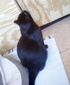 Solid Gold SeaMeal Multivitamin for Cats & Dogs - Kelp Powder Cat & Dog Supplement - Omega 3 & Digestive Enzymes for Skin & Coat, Gut + Immune Support - 1 LB 38 71PaUXFY0zL 1