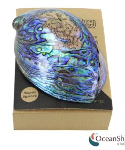 Alternative view of Polished Abalone Shell, 4.5" to 5.5", in Gift Box, for Smudging, Cleansing, Meditation, Home Décor and to Gift. 100% Natural Shell - Sustainably Sourced by Ocean Shell Studios New Zealand Shell Only