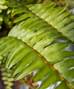 VILTROX EF-EOS M2 Speed Booster 0.71x Canon EF Lens to EF-M Mount Speedbooster for Canon m50 ii m6 ii m200 m50 m6 m5 EF to EOS M (speedbooster) 68 71PbvkXfQL