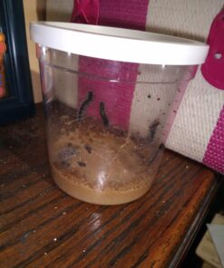 Insect Lore 5 Live Caterpillars Cup of Caterpillars Butterfly Kit Refill - Plus Butterfly Life Cycle Stages Toy Figurines - Shipped Now 53 71PcocC8q6L