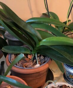 Expanded Clay Pebbles LECA Grow Media for Plants, Orchids, DWC Hydroponics, Aquaponics, Aquaculture Garden Soil Additive Conditioner Amendment Ceramsite Aggregate Cz Garden 2 LBS Cz Expanded Clay Pebbles 39 71Pd4eKz2HL