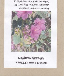 Set of 50 Blank Proterra Seed Envelopes W/ Self Sealing Adhesive (3.25" W by 4.50" H) 31 71PdDFEeeJL