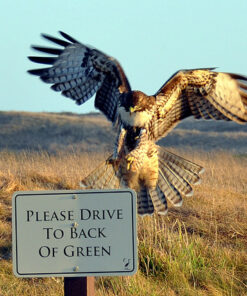 AF-S DX Nkr 18-200mm F/3.5-5.6G ED VR II Lens Only 53 71Pe9J33s5L